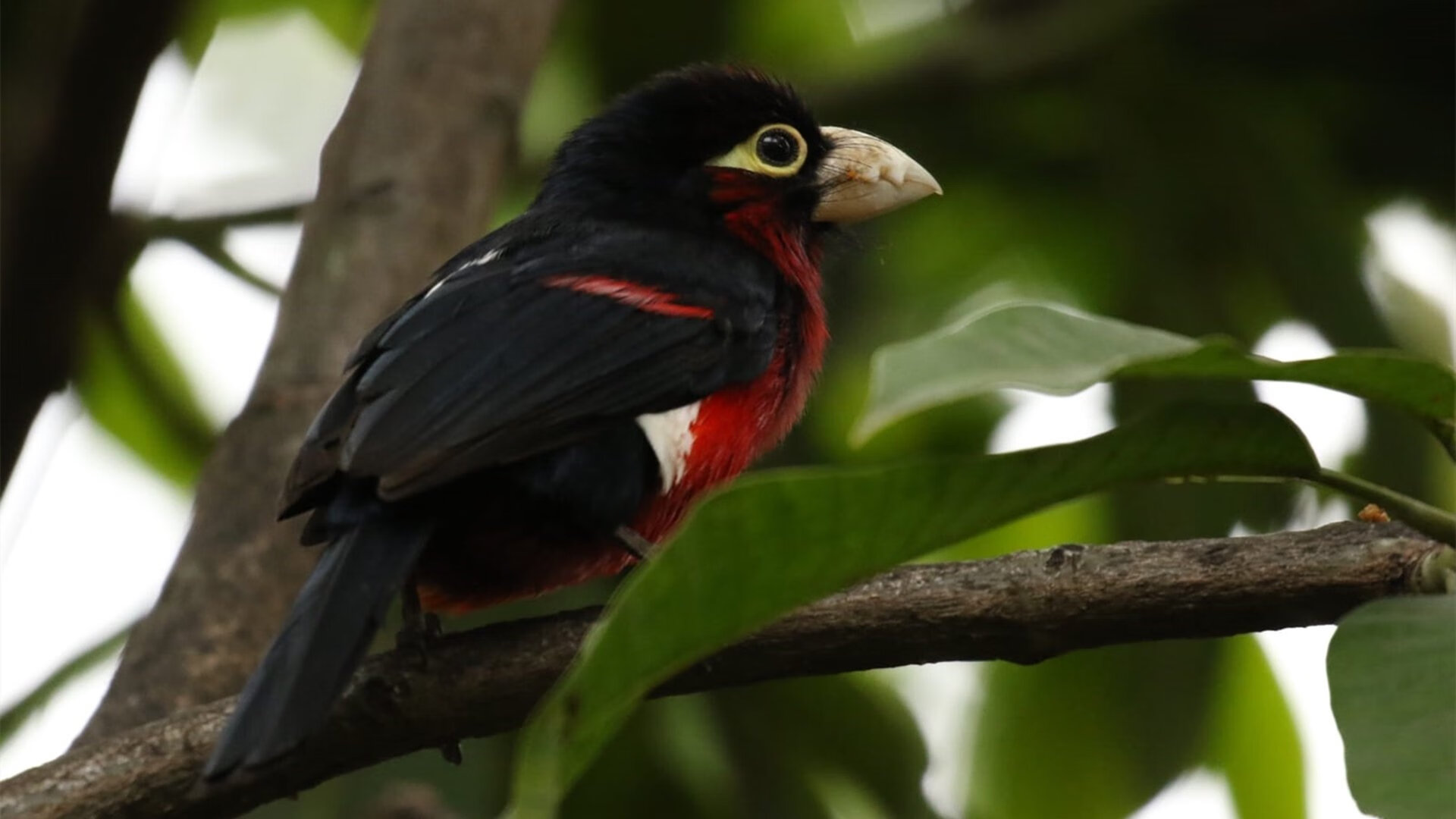 开云在线入口-哈登关键挡拆助力快船进攻节奏更快，哈登关键比赛
