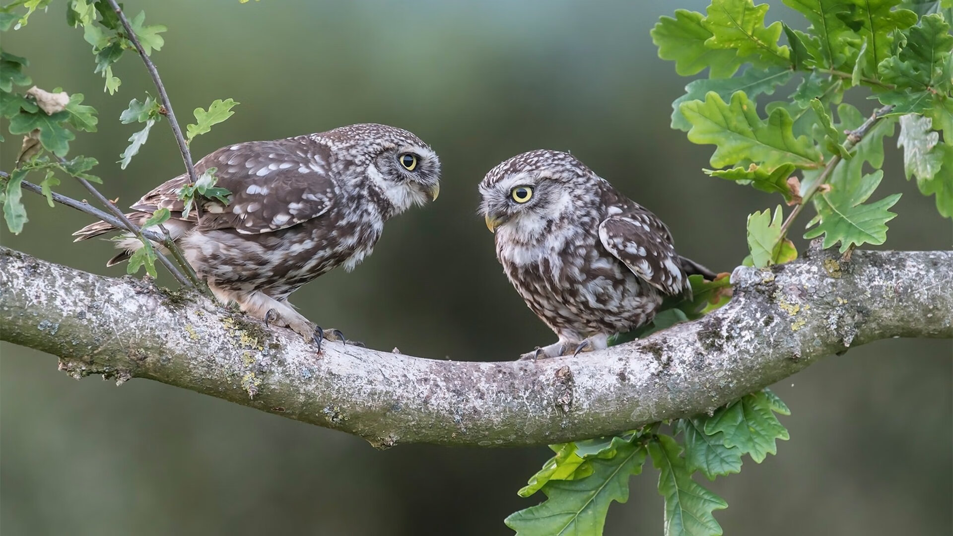 开云体育官网下载-澳大利亚袋鼠队：如何利用球员的综合能力打破对手防线，袋鼠澳大利亚度百科
